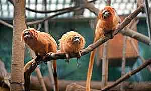 As cute as a trio of monkeys - which is just what they are - the zoo's golden lion tamarins are part of a global success story.