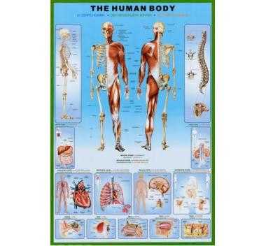 Atlas of Human Anatomy