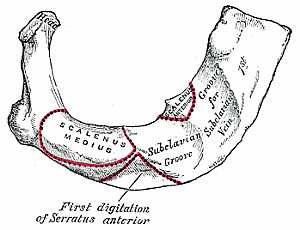 First rib anatomy