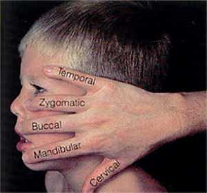 Branches of Facial nerve anatomy