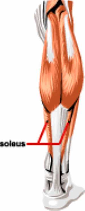 Soleus muscle anatomy
