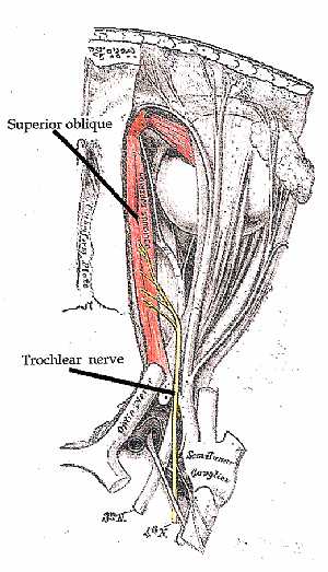 Trochlear nerve anatomy