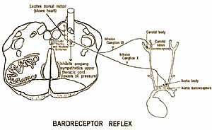 Baroreceptor reflex pathway