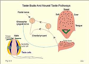 taste sensation pathway