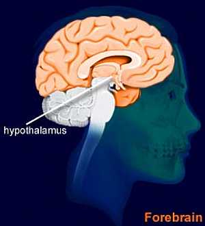 Hypothalamus anatomy