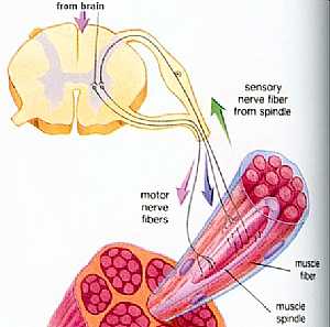 Propioception anatomy