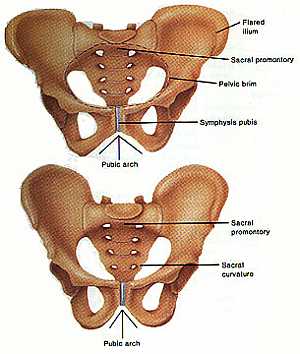 Pelvic girdle anatomy