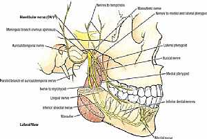 Trigeminal nerve anatomy