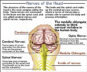 The nervous system nersves