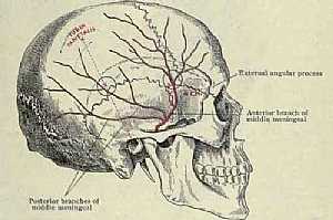 Blood supply of the exterior of the skull