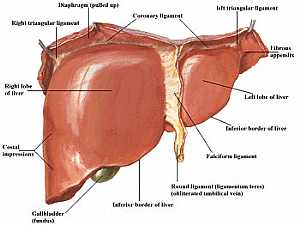 Liver anatomy