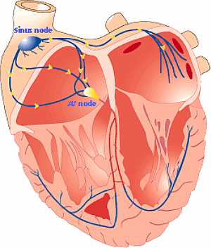 Natural pacemaker of the heart