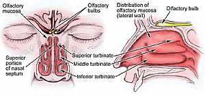 Olfactory nerve anatomy