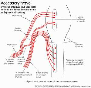 Accessory nerve anatomy