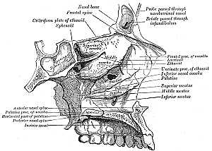 Roof, floor, and lateral wall of left nasal cavity
