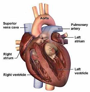 Anatomy Of The Heart