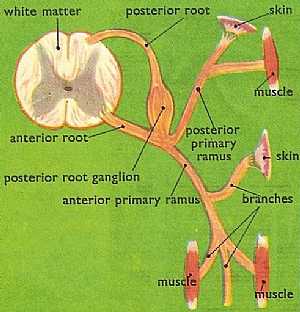 Spinal nerve connections