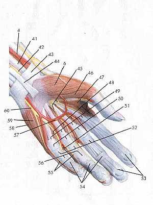 Upper limb anatomy 7