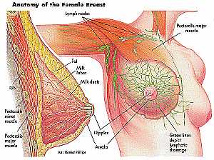 Breast anatomy