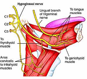 Hypoglossal nerve anatomy