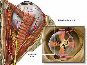 Abducent nerve anatomy