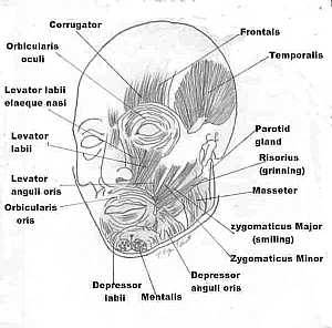 Anatomy of the face