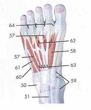 Lower limb anatomy