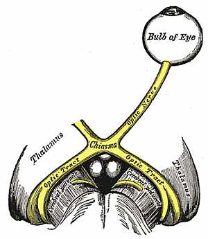 optic nerve anatomy