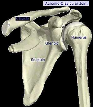 Acromio-Clavicular joint