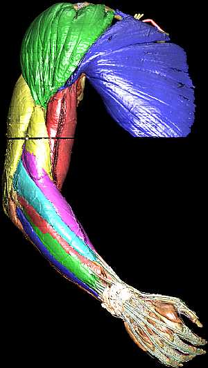 Muscles of the upper limb