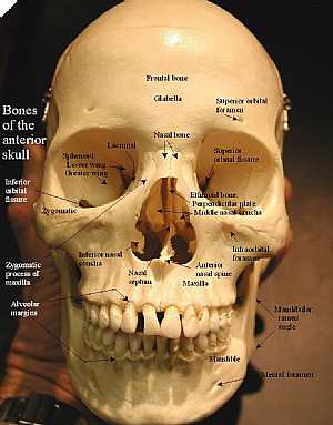 Anterior skull anatomy