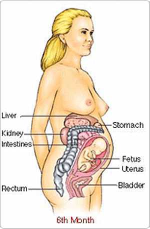 Female Reproduction -- Pregnancy (Reproductive system of female)