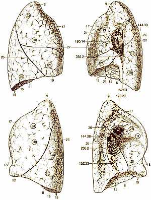 Lung anatomy (lung lobe anatomy )