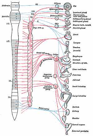 autonomic nervous system anatomy