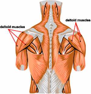 Deltois muscle anatomy