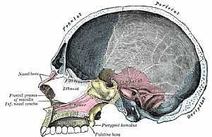 sagital section in the skull