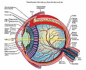 Eye anatomy