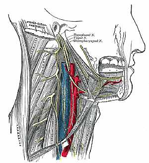 Cranial nerves IX ,X , XII anatomy