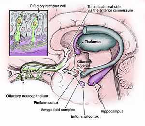 Olfactory nerve course