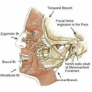 The fascial nerve