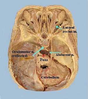 Abducent and Occulomotor Nerves anatomy