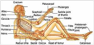 Skeleton -- Side View (skeletal system)