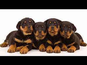 German Rottweiler Puppy's to sell in Hurghada ab December 2013