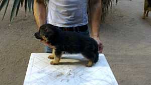  : pure german shepherd puppy 4 sale -   