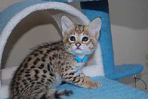  : Adorable cheetah,serval and Savannah F1 -    