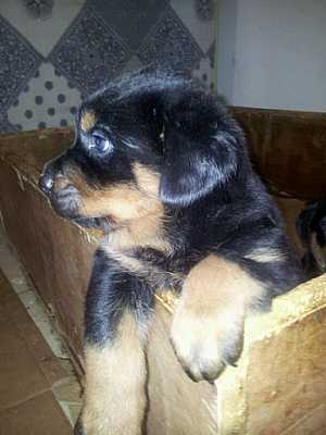  : For sale by Rottweiler high specification50 day -   