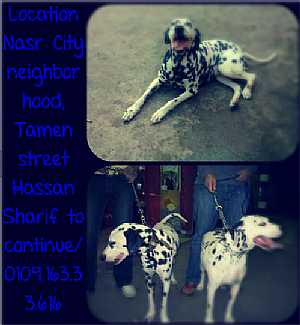 : for sale dog dalmatian holdr -   
