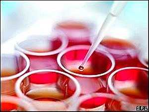 Cord blood stem cell transplant hopes lifted