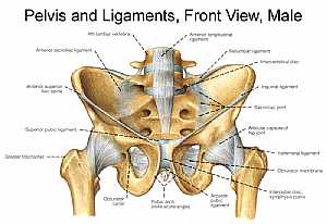 Bones and ligaments of the MALE Pelvis