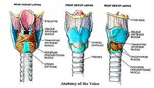 Larynx anatomy